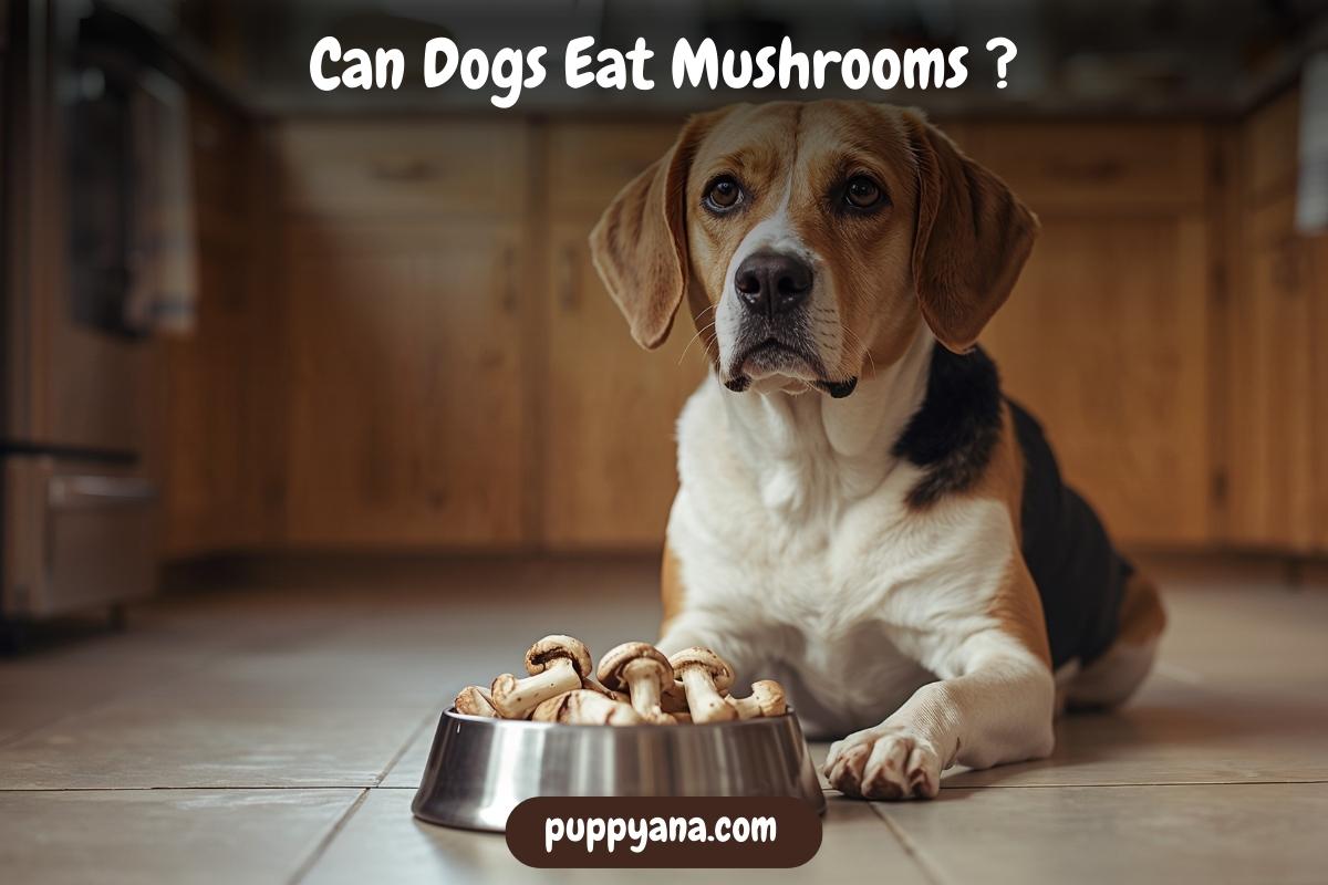 Can Dogs Eat Mushrooms
