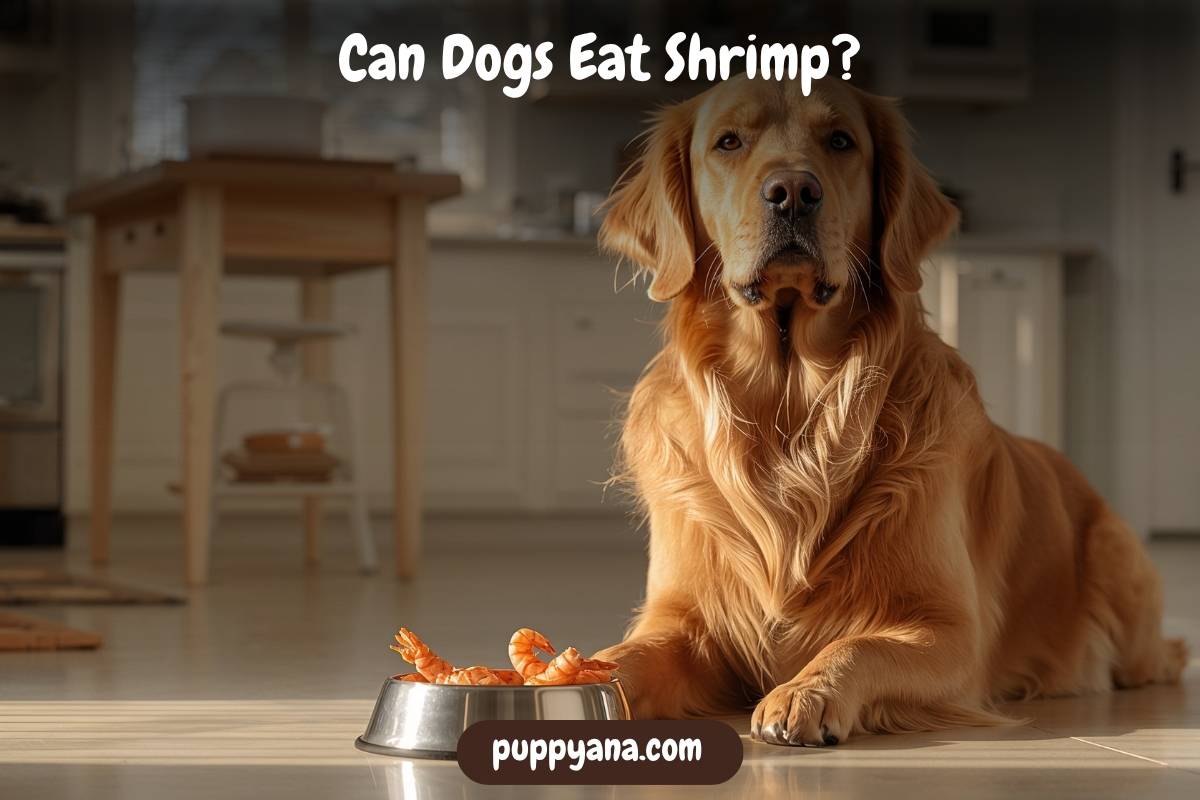 Can Dogs Eat Shrimp