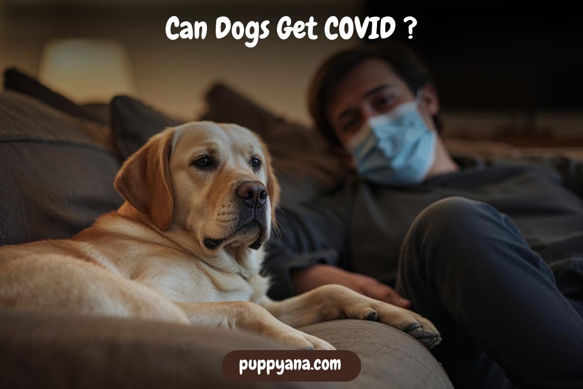 Can Dogs Get COVID