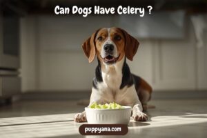 Can Dogs Have Celery? 5 Things You Should Know - PuppyAna