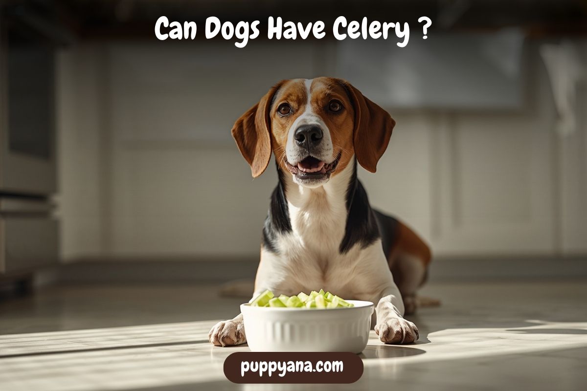 Can Dogs Have Celery