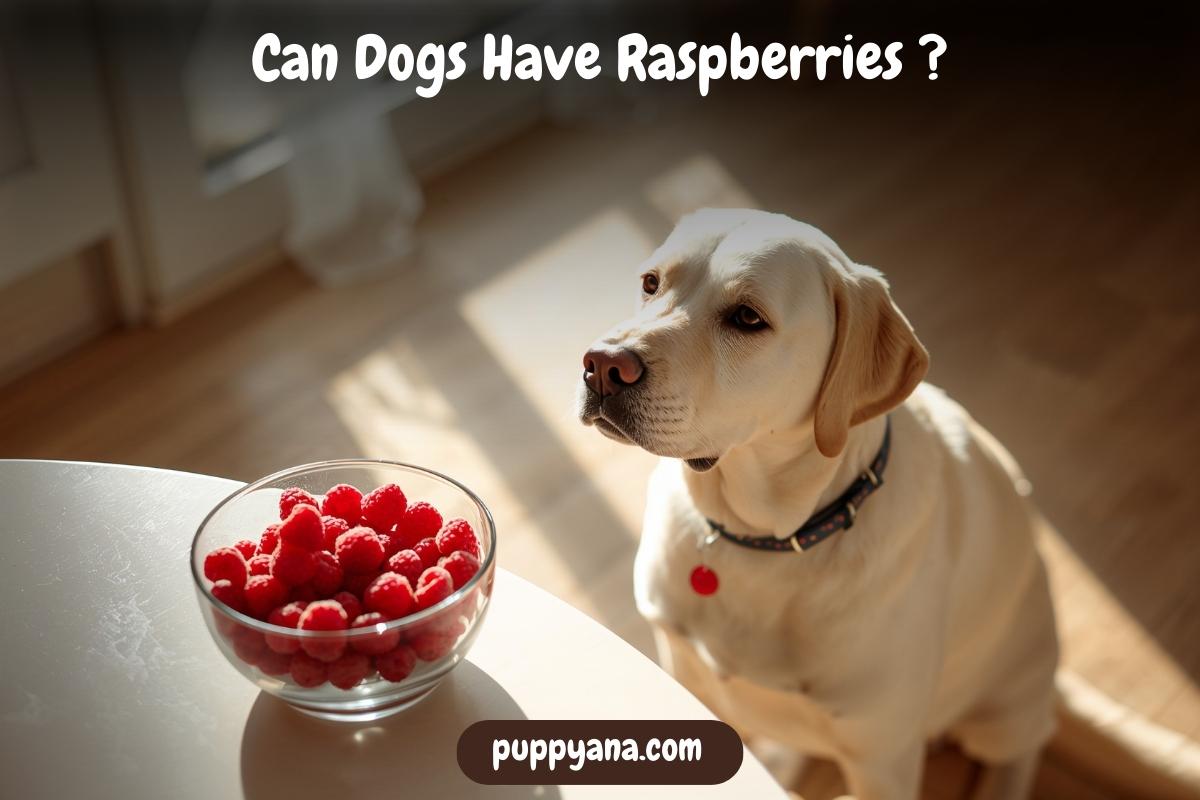 Can Dogs Have Raspberries