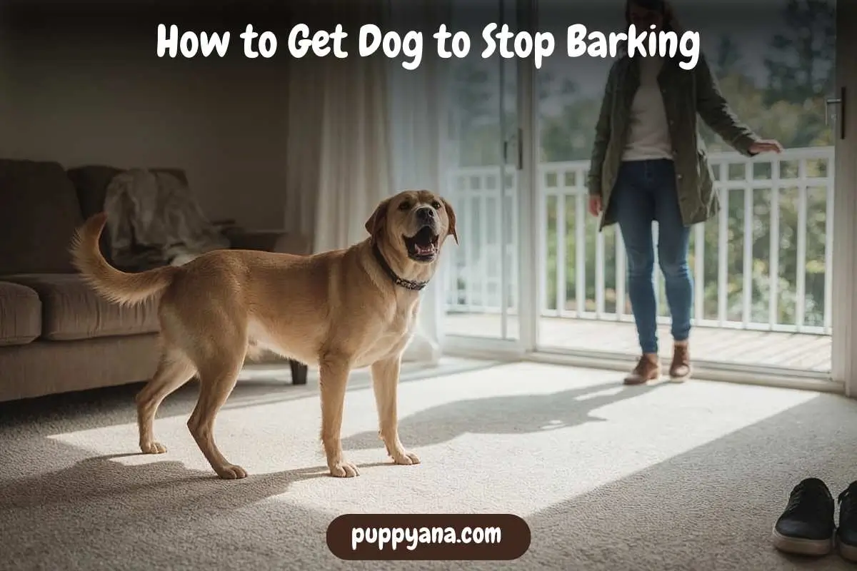 How to Get Dog to Stop Barking