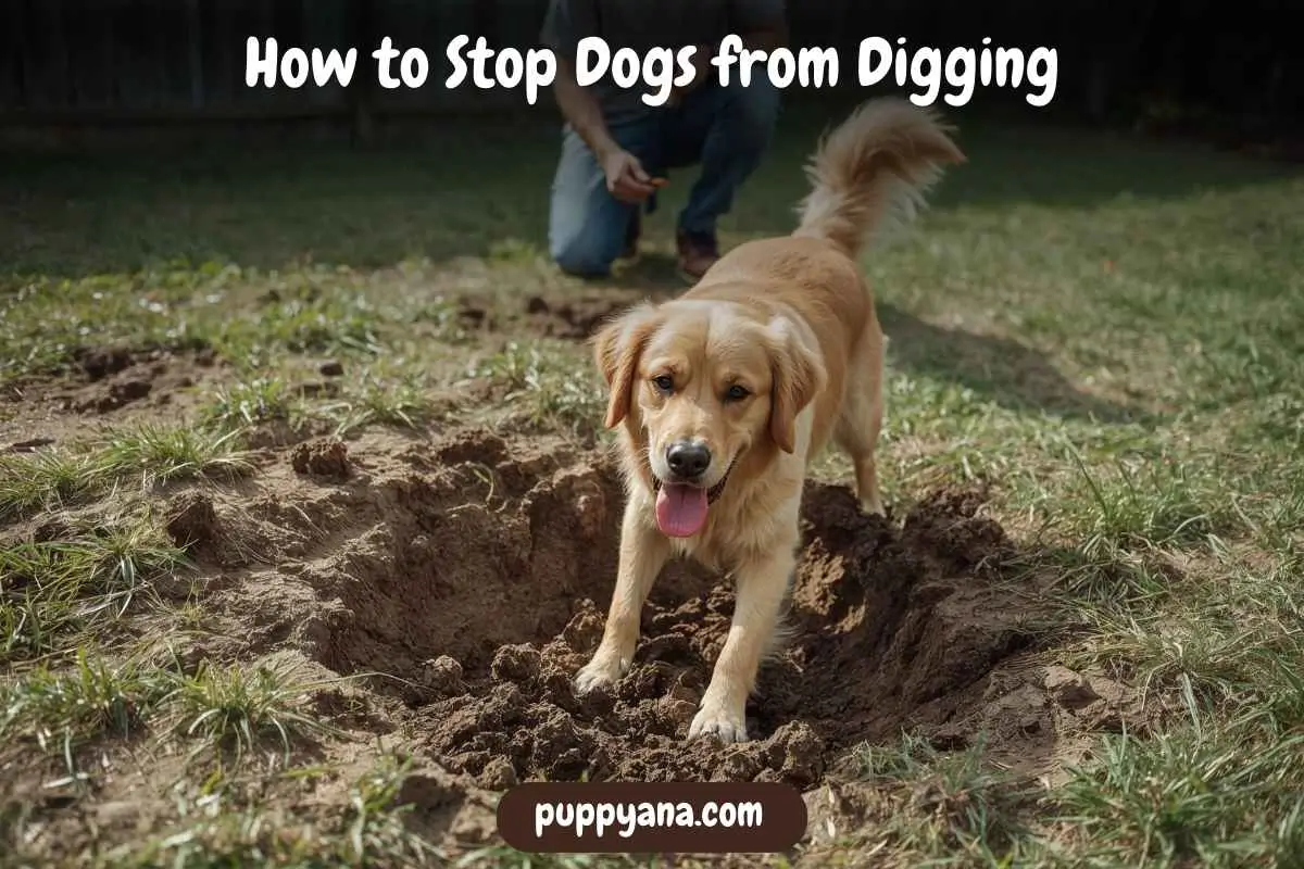 How to Stop Dogs from Digging